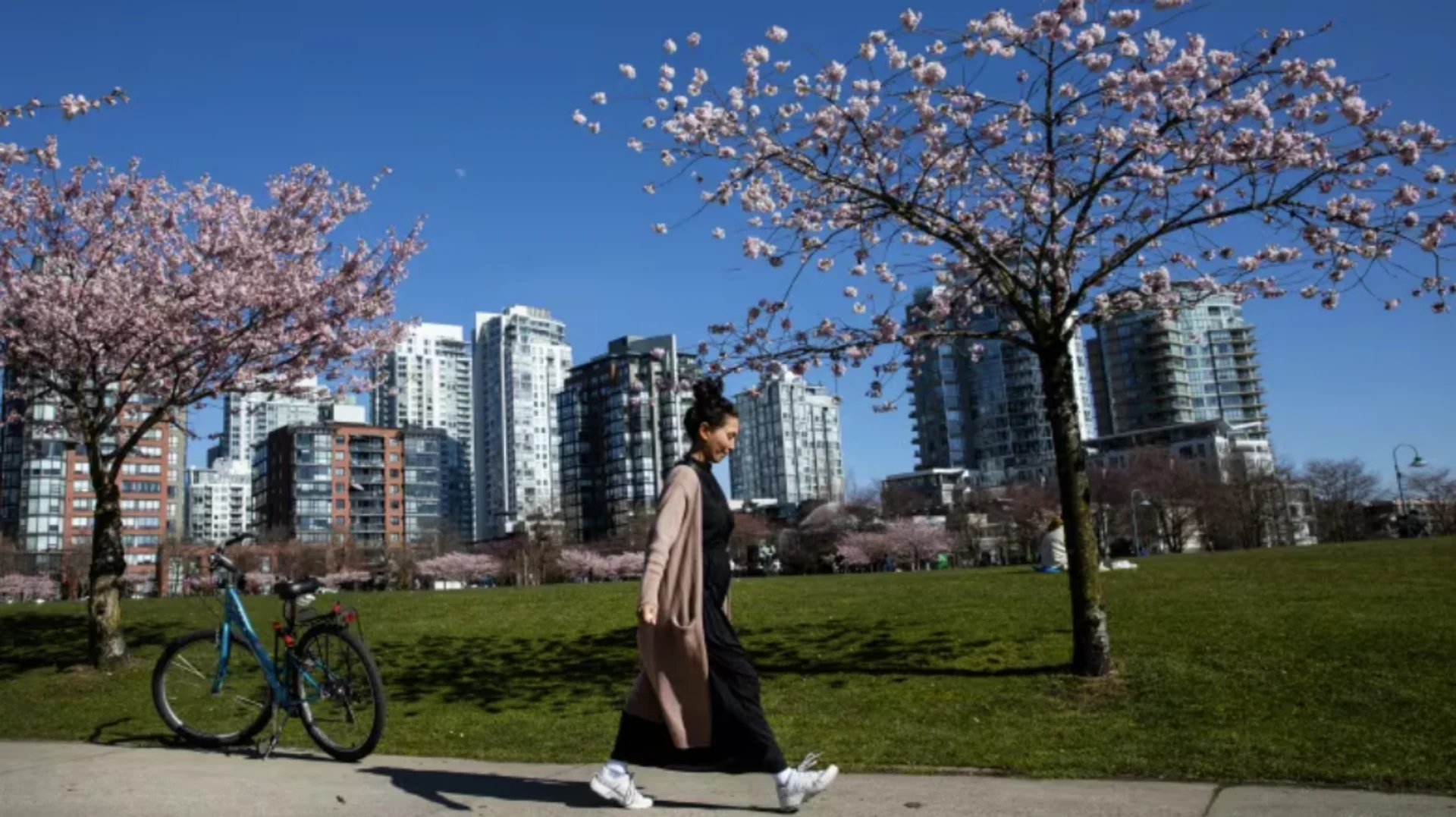 CBC: Cherry blossoms are already flowering at David Lam Park in Vancouver on Monday. After a warm winter, many plants and flowers are blooming weeks early in regions across Canada. (Nav Rahi/CBC)