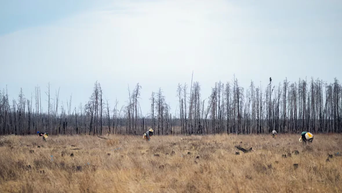 Trees, Manitoba, Fire, Wildfire, Replanting, Devils Lake, Winnipeg, June 30, 2025. (CBC News/Nike Rave)