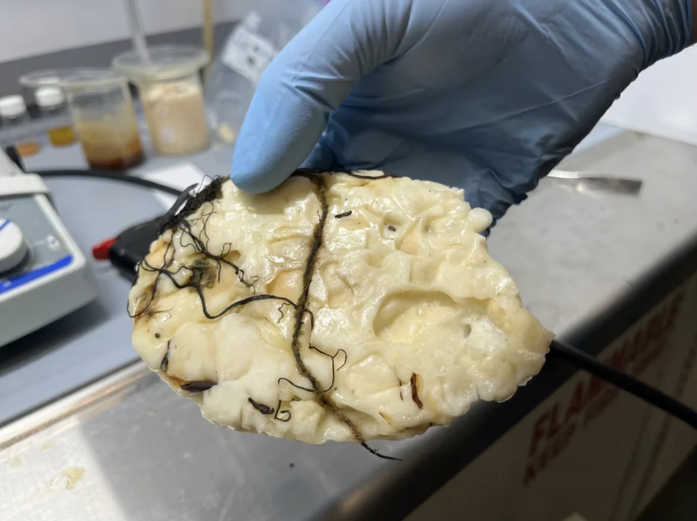 CBC: MUN chemistry professor Chris Kozak says he’s run the mystery blobs through a battery of tests to determine it’s a man-made latex. (Jeremy Eaton/CBC)