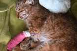 Canadian wildlife centre on nursing 4-month-old bobcat and COVID-19 impacts