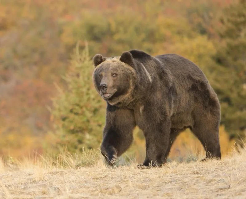 California woman dragged from tent and killed by bear