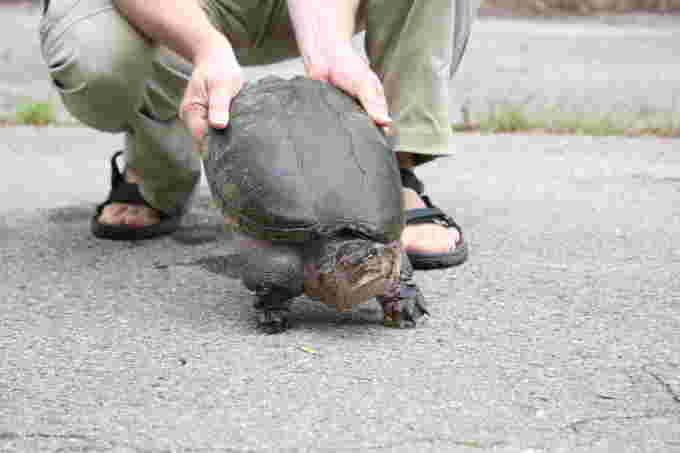 Snapping turtle - wheelbarrow movement Nature Conservancy of Canada