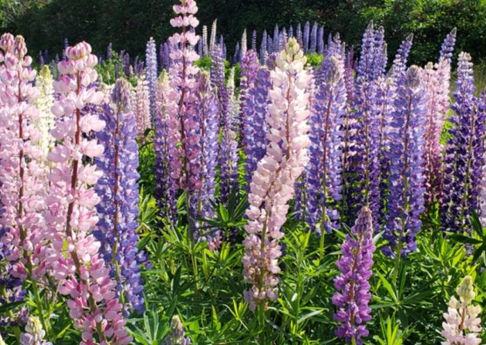 Did you know P.E.I.'s famed lupins were actually imported? - The ...