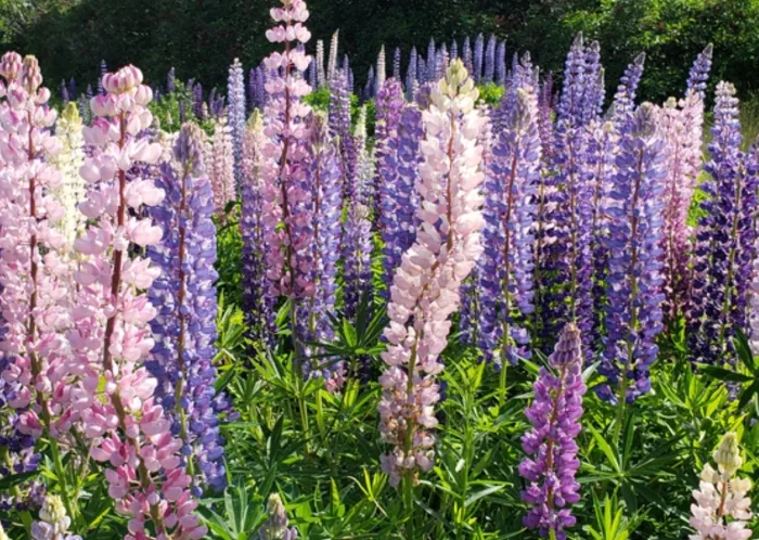 Did you know P.E.I.'s famed lupins were actually imported?