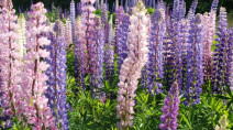 Did you know P.E.I.'s famed lupins were actually imported?