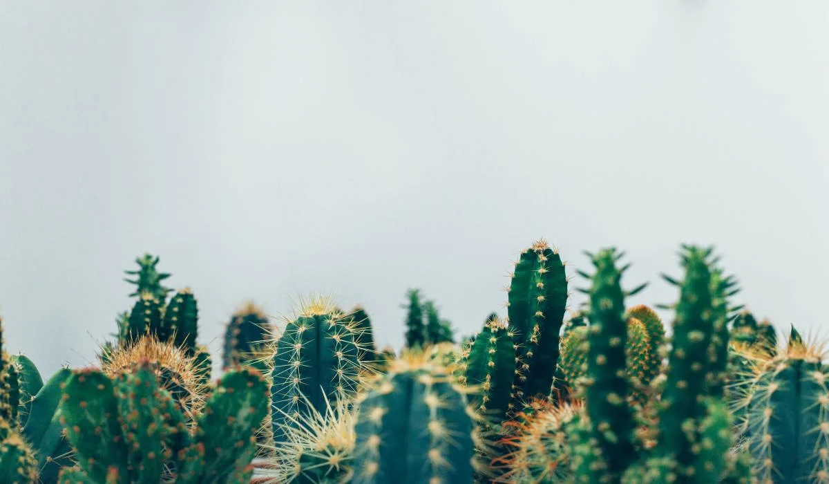 Des souliers fabriqués en cactus, une option écologique étonnante