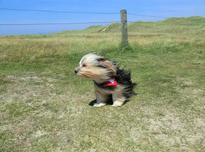 Rafales violentes : attention aux envols de chiens ! 