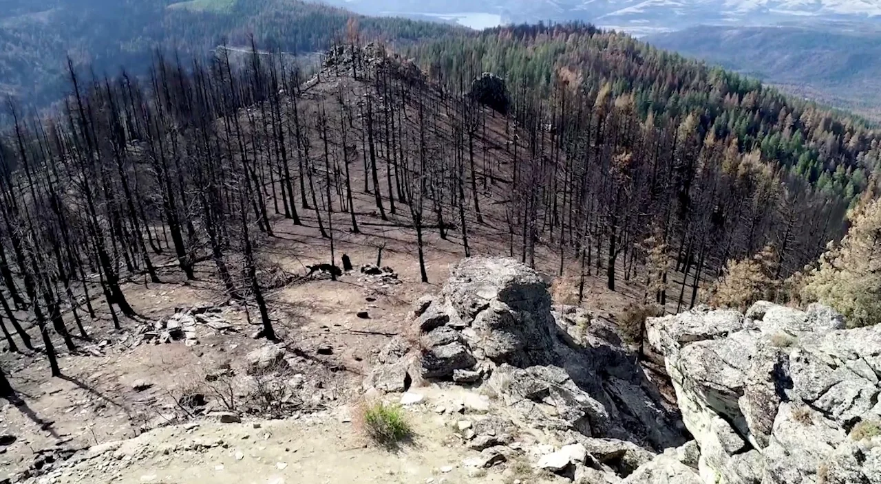 Destroyed forest/DroneSeed