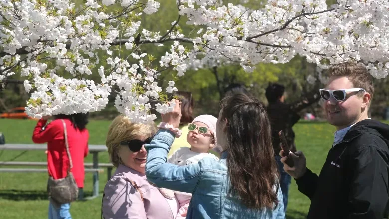 Un cerisier en fleurs au parc Bayfront à Hamilton, en Ontario.