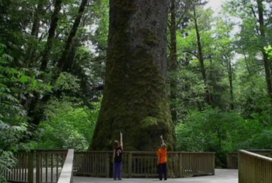 Anniversary of the wind storm that brought down the 200-feet Sitka spruce