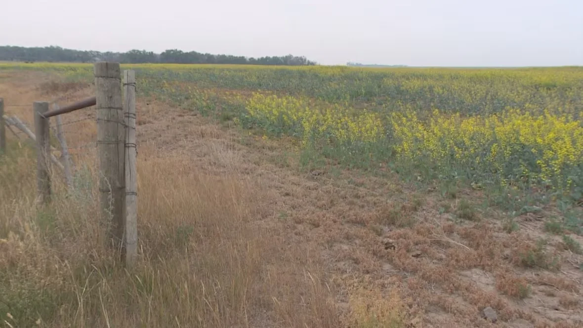 dundurn-canola-drought/Trevor Bothorel/CBC