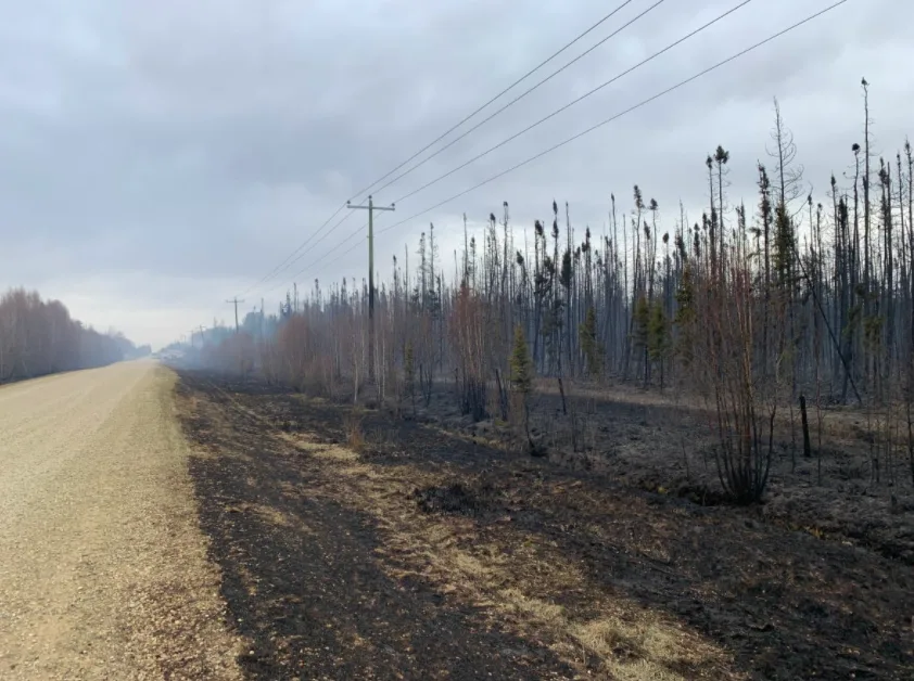 Charred trees after Alberta fire David Bajer/CBC)