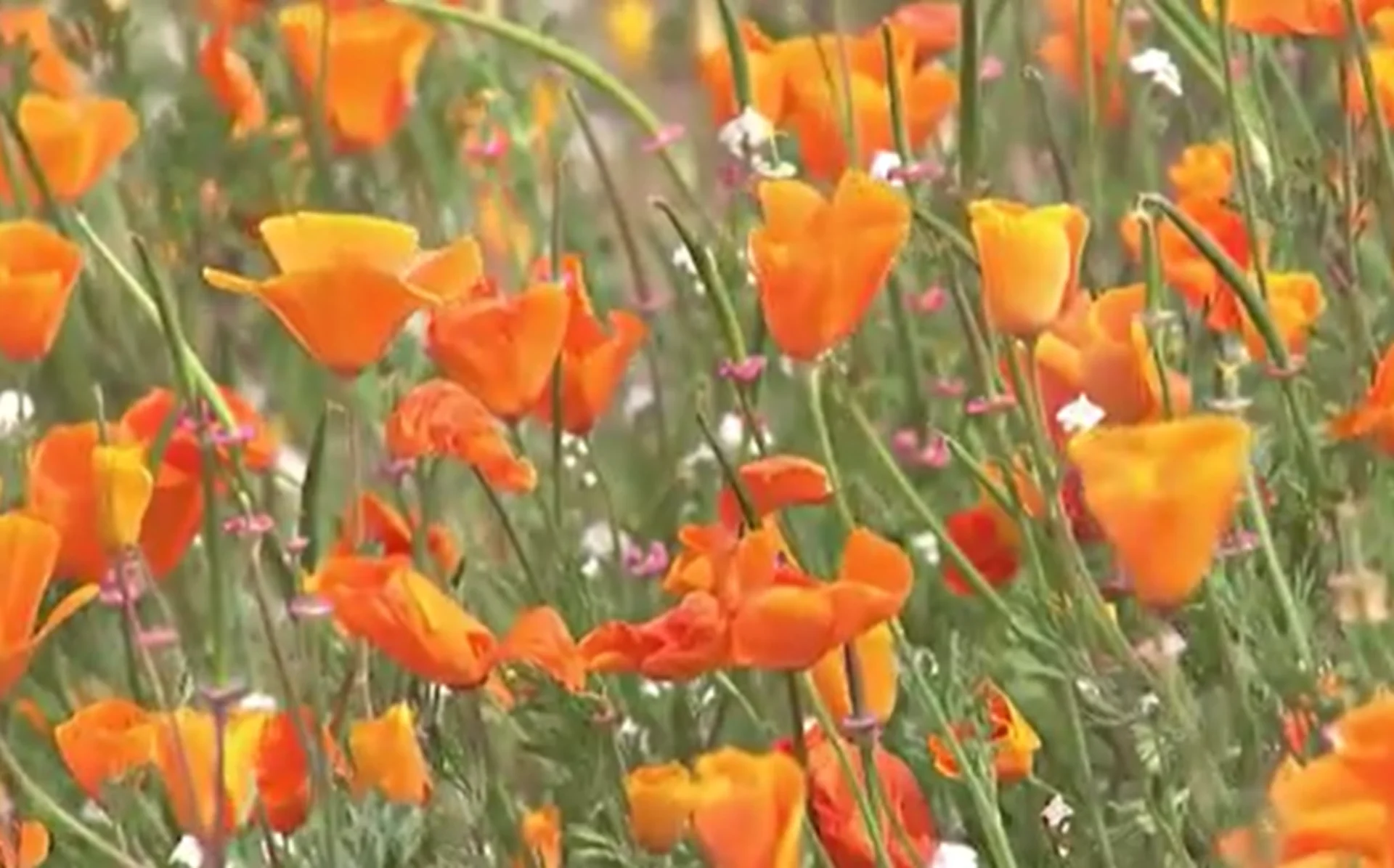 California superbloom emerges following extremely wet winter