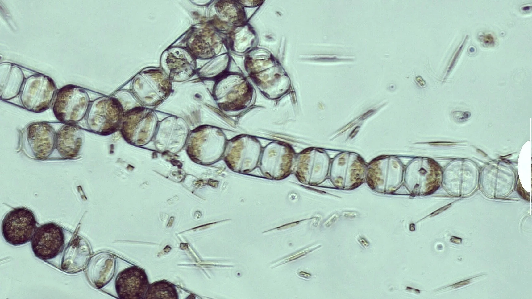 Microscopic view of microplastics in melosira arctica