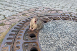 Firefighters called to rescue fat rat stuck in sewer