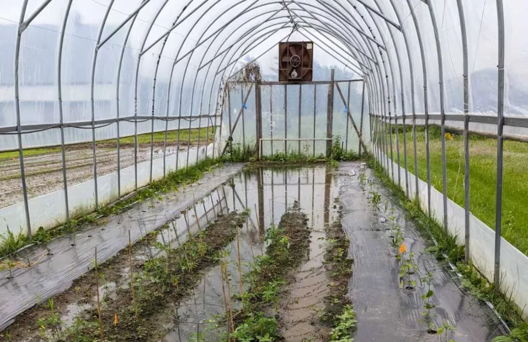 CBC: Cleveland says they told customers on Friday that with the exception of tomatoes and peppers, which are planted in the hoop house, they won’t have any vegetables to sell this season. (Courtesy of Richard Cleveland)