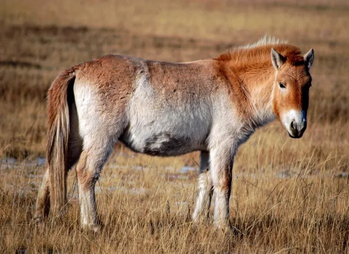 Le retour du cheval de Przewalski