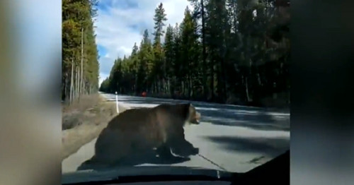 MétéoMédia - Caught on cam: Large grizzly chases bear in Banff National ...