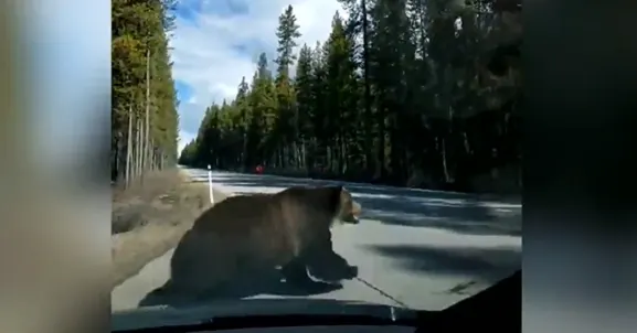 Caught on cam:  Large grizzly chases bear in Banff National Park
