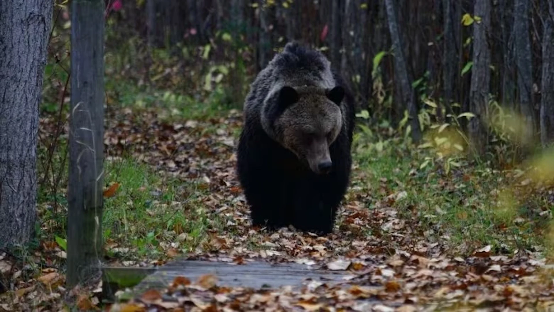 Grizzly bears roaming in B.C. cities reflect 'kind of a weird year' for wildlife