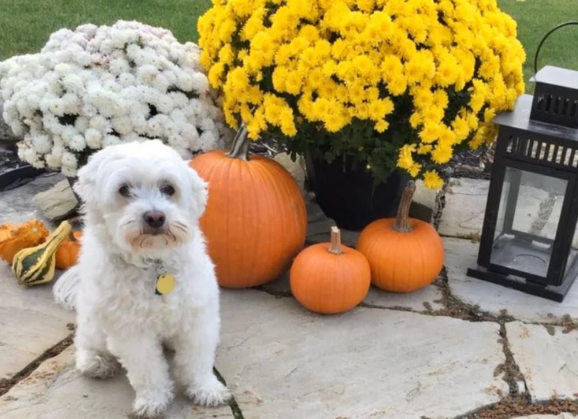 UGC - dog pumpkins - Chris Bothelo