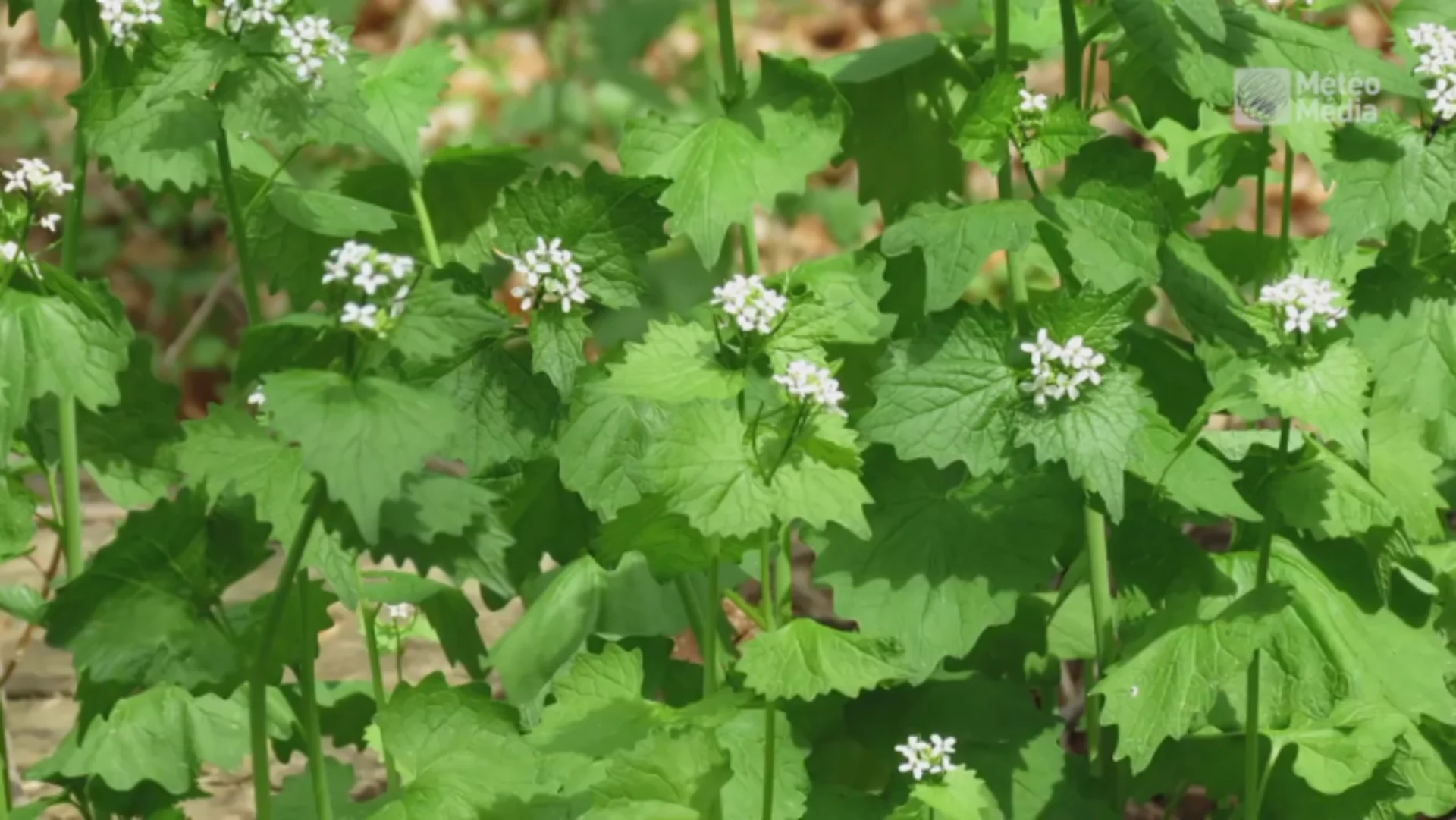 cette-plante-envahissante-s-enfuit-des-jardins-et-se-propage-partout
