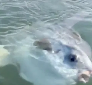 Is this fish sunbathing or deceased? The video will surprise you