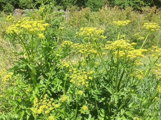 CAUTION: This wild parsnip leads to blistering burns