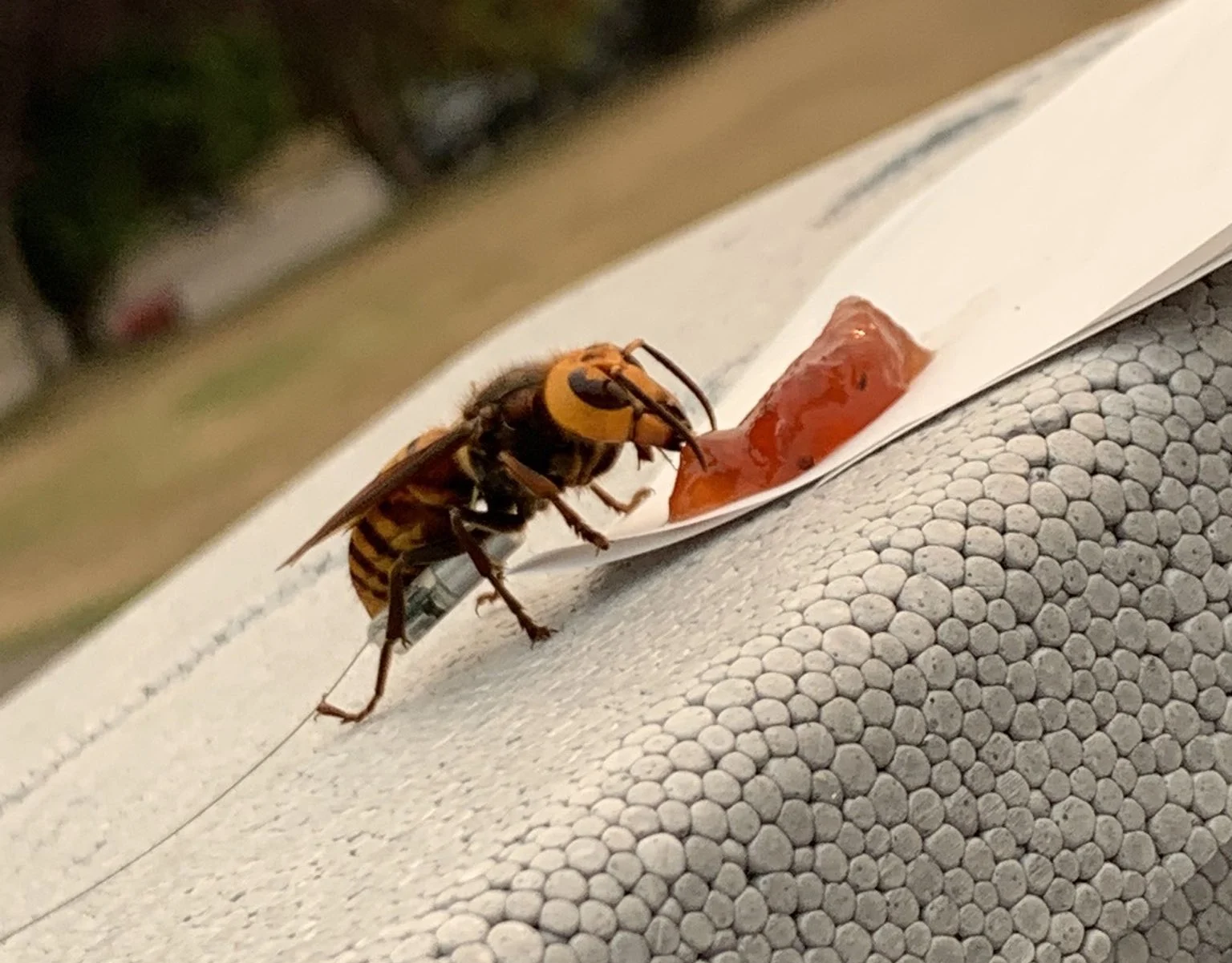 First live "murder hornet" of 2021 has been spotted near Canadian border