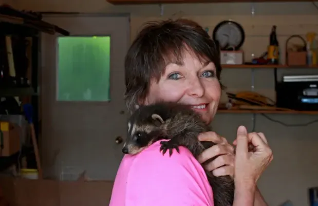 Caring for over 60 orphaned raccoons is a "labour of love" says Saskatoon woman