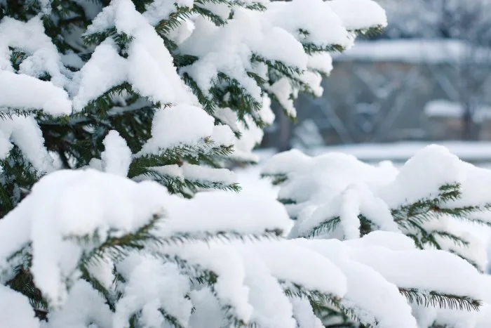 Des hivers en gros déficit de neige au Québec