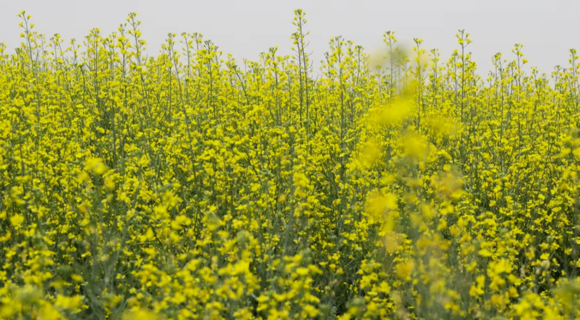 Wednesday storm may have many Sask. farmers filing insurance claims