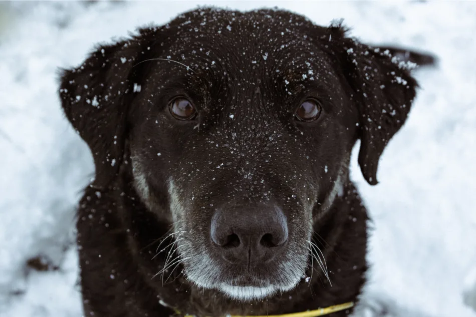 'Not all dogs fare well in winter': Signs of struggle, what to do
