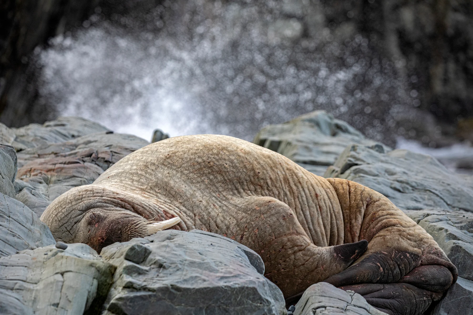 Walrus (2)