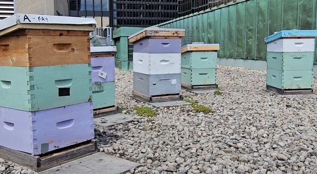 Beehives housing bees on the roof of the Fairmont Royal York. (Michael Vann/TWN)