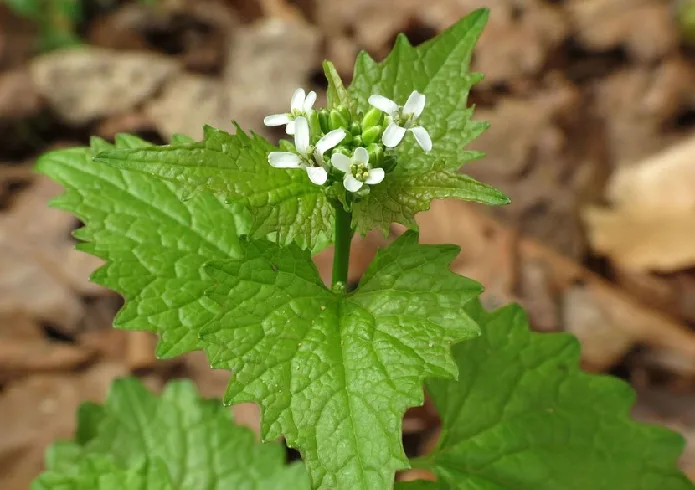 See the invasive plant that's almost impossible get rid of