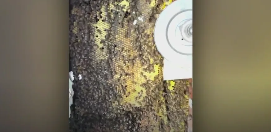 80 000 abeilles trouvées dans les murs d'une maison