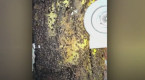 80 000 abeilles trouvées dans les murs d'une maison