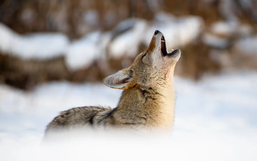 Nature photographer uses camera to shine light on deeper cause in Canada’s North