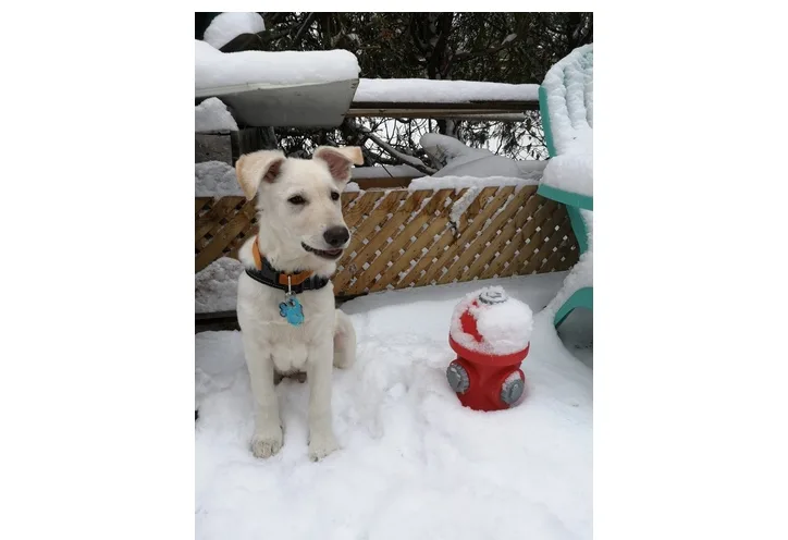 UGC - dog in snow - Kara Beitz
