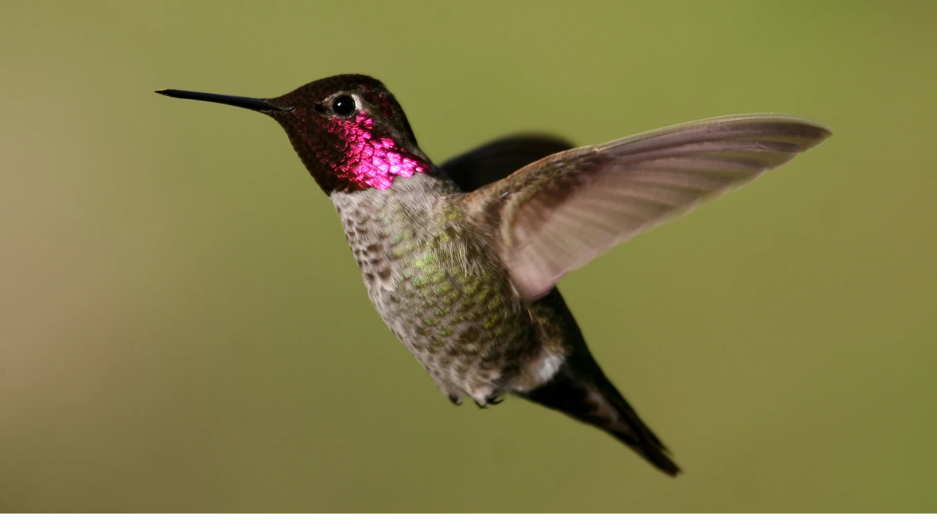 Helping hummingbirds thrive in B.C. winters