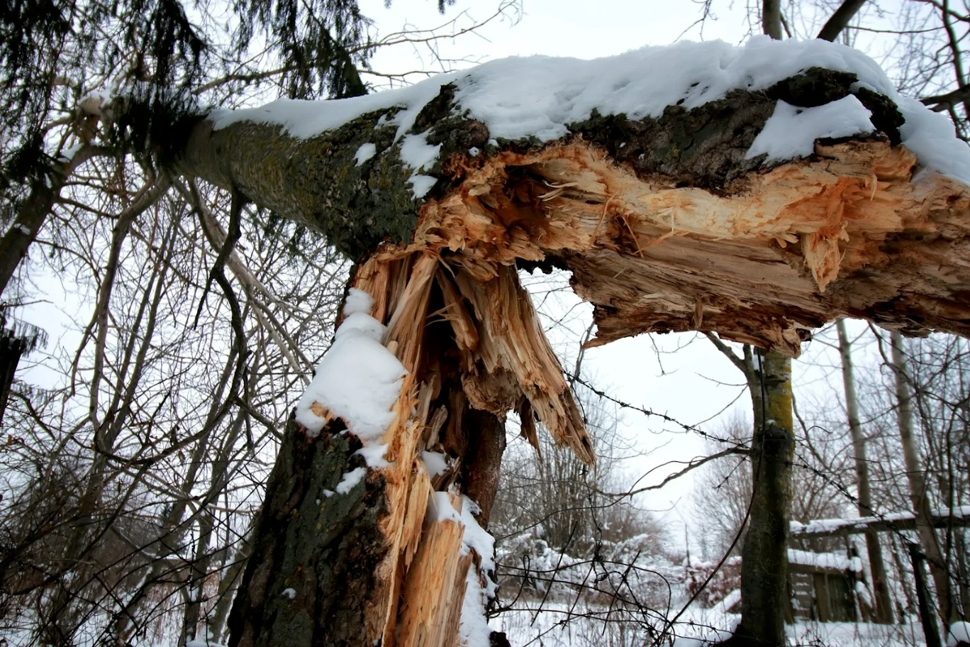 Provided/Eric Benneter: Tree damage