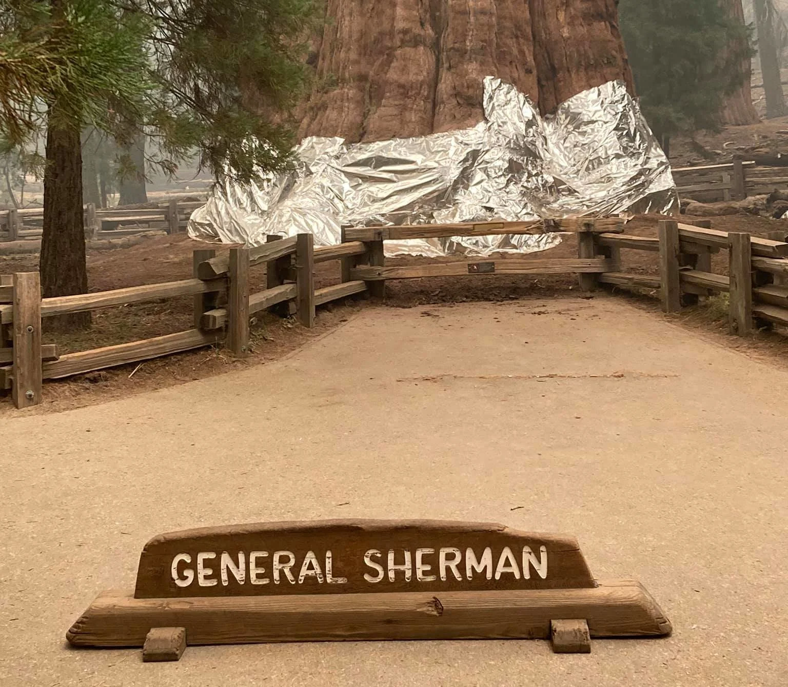 Firefighters use aluminum wrap to protect enormous tree from wildfires