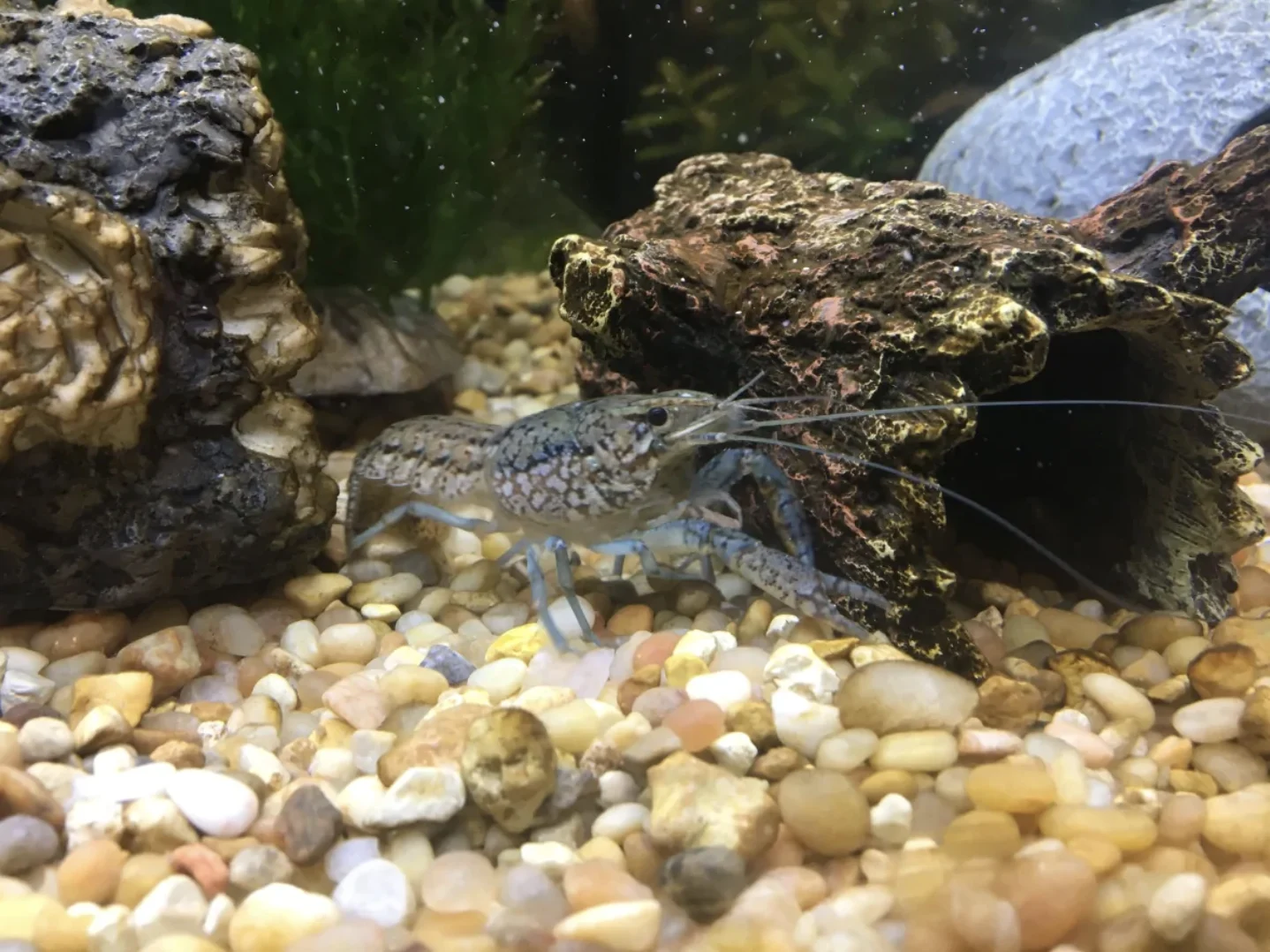 cbc: Crayfish have been spotted in rivers and lakes throughout Alberta, says Alberta Environment and Parks. (Submitted by Nicole Kimmel)