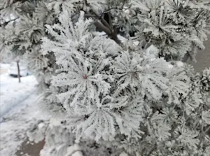 Warm winds finally end Alberta’s epic rime ice event. Or was it hoar frost? Find out, here