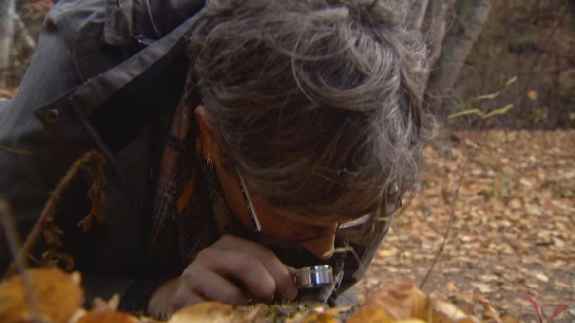 CBC: Diane Haughland examining a lichen using a magnifying glass. (Peter Evans/CBC)