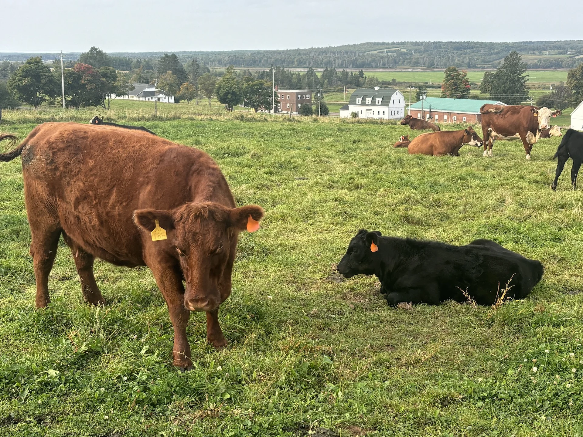 East Coast cows are being fed seaweed. Here's why