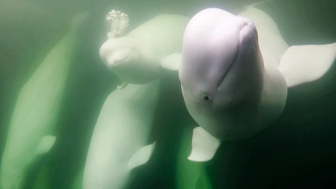 "Really striking": Thousands of belugas make their migration through Canada