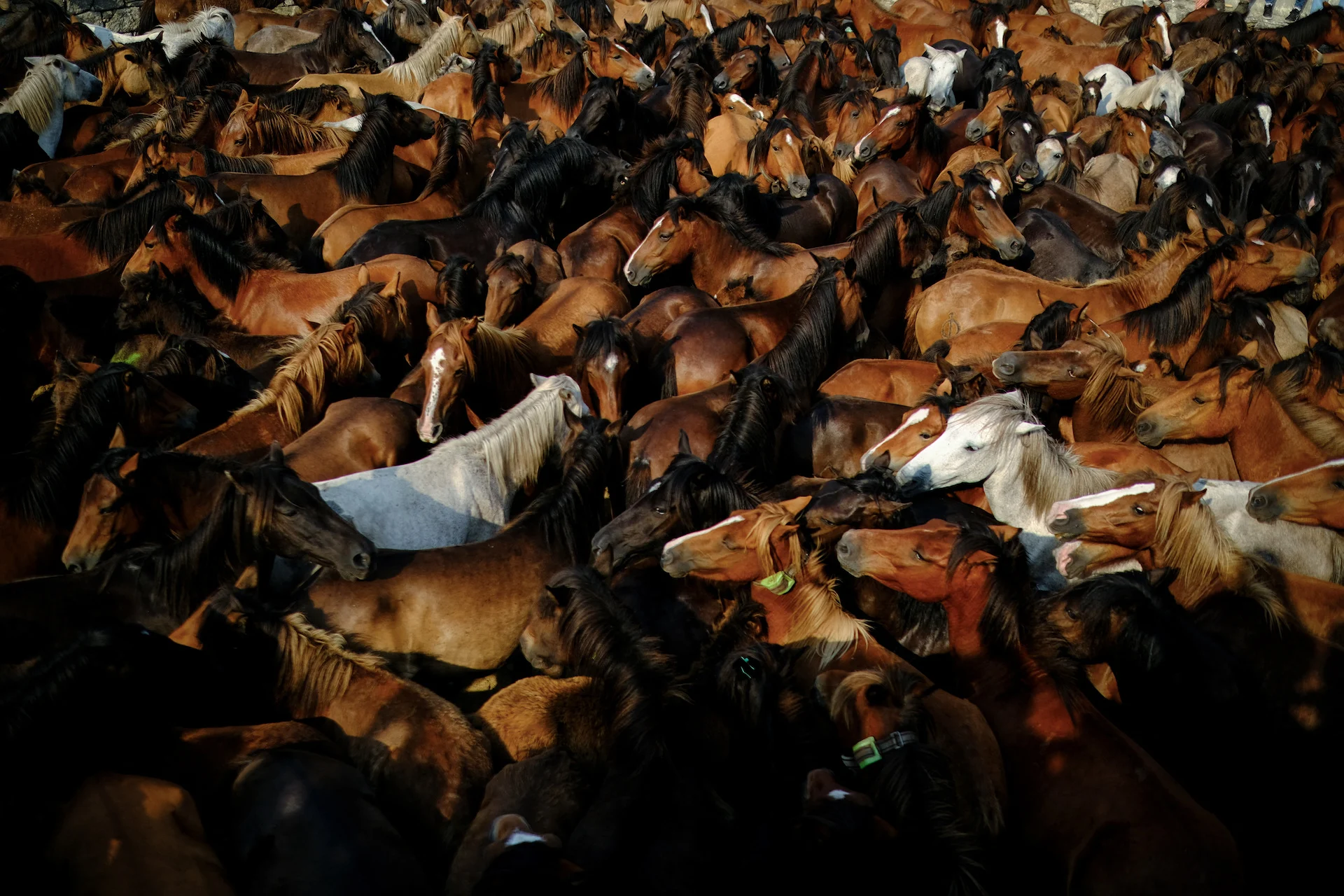 SPAIN-WILDHORSES/REUTERS/Nacho Doce