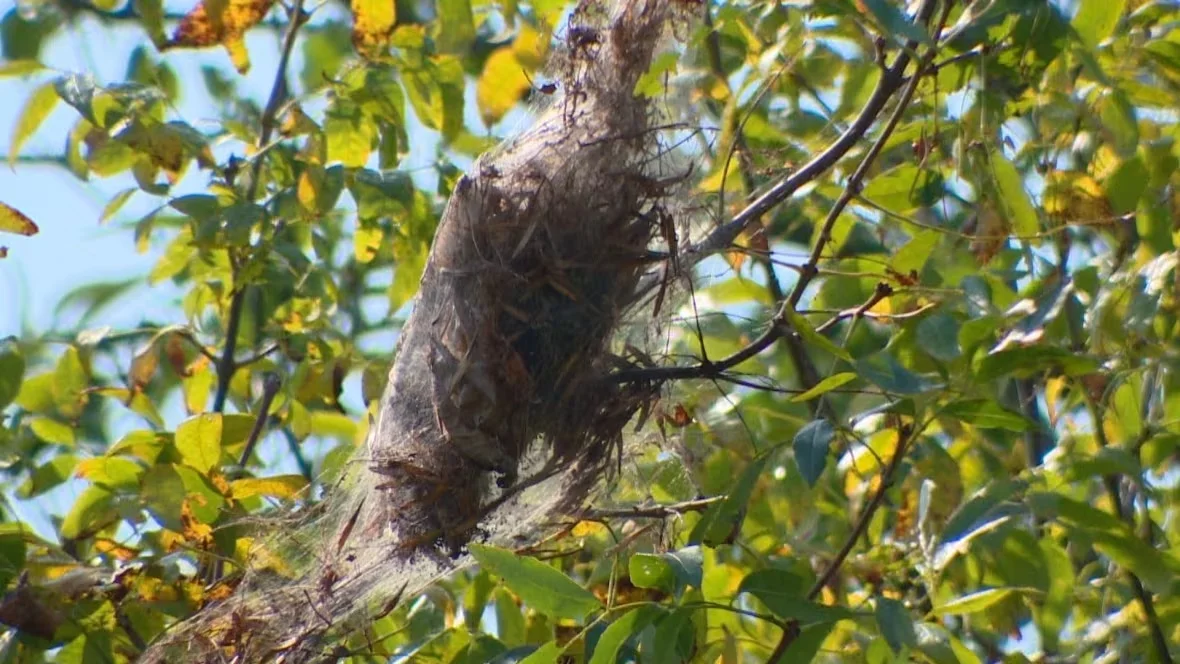 webworm/Roger Cosman/CBC